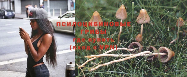 прущие грибы Ельня